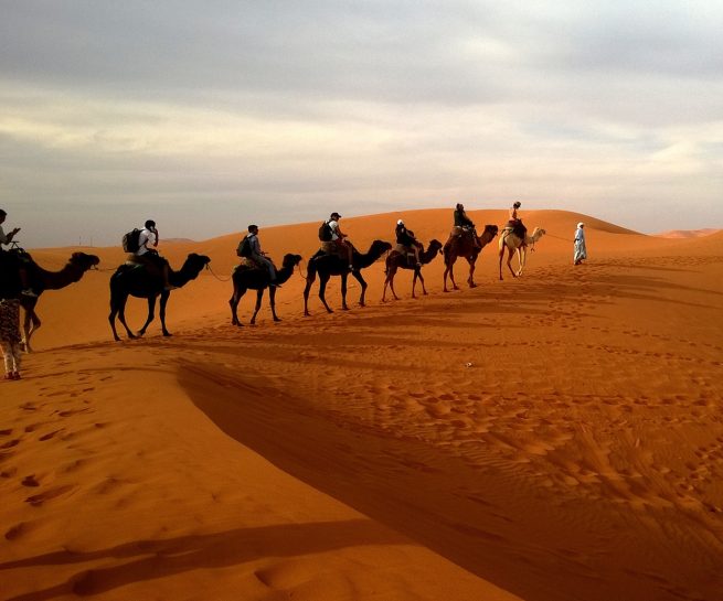 Safari, Africa - Overseas Travel